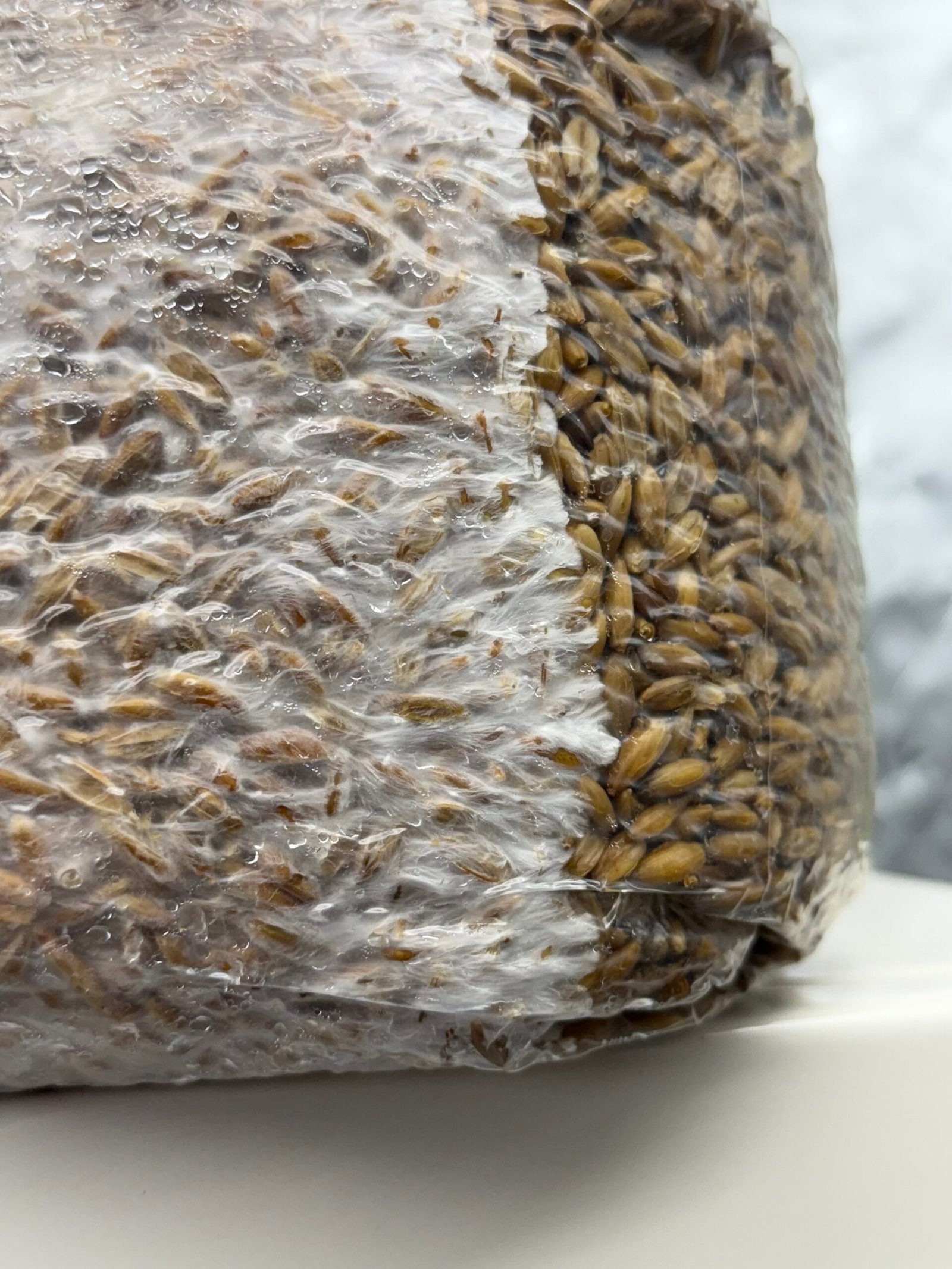 Mushroom grain colonizing with mycelium