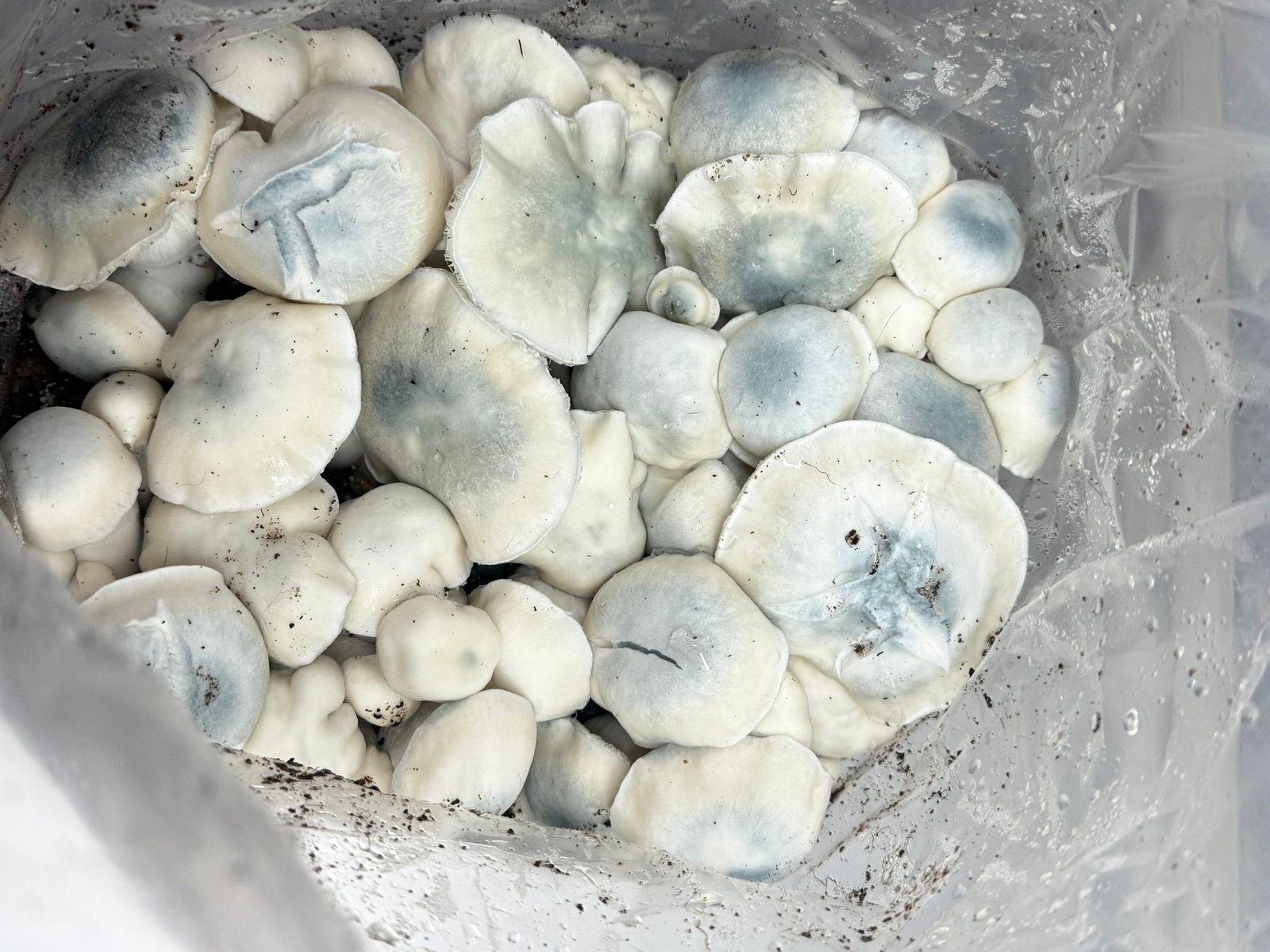 Iceberg mushrooms growing from a bag