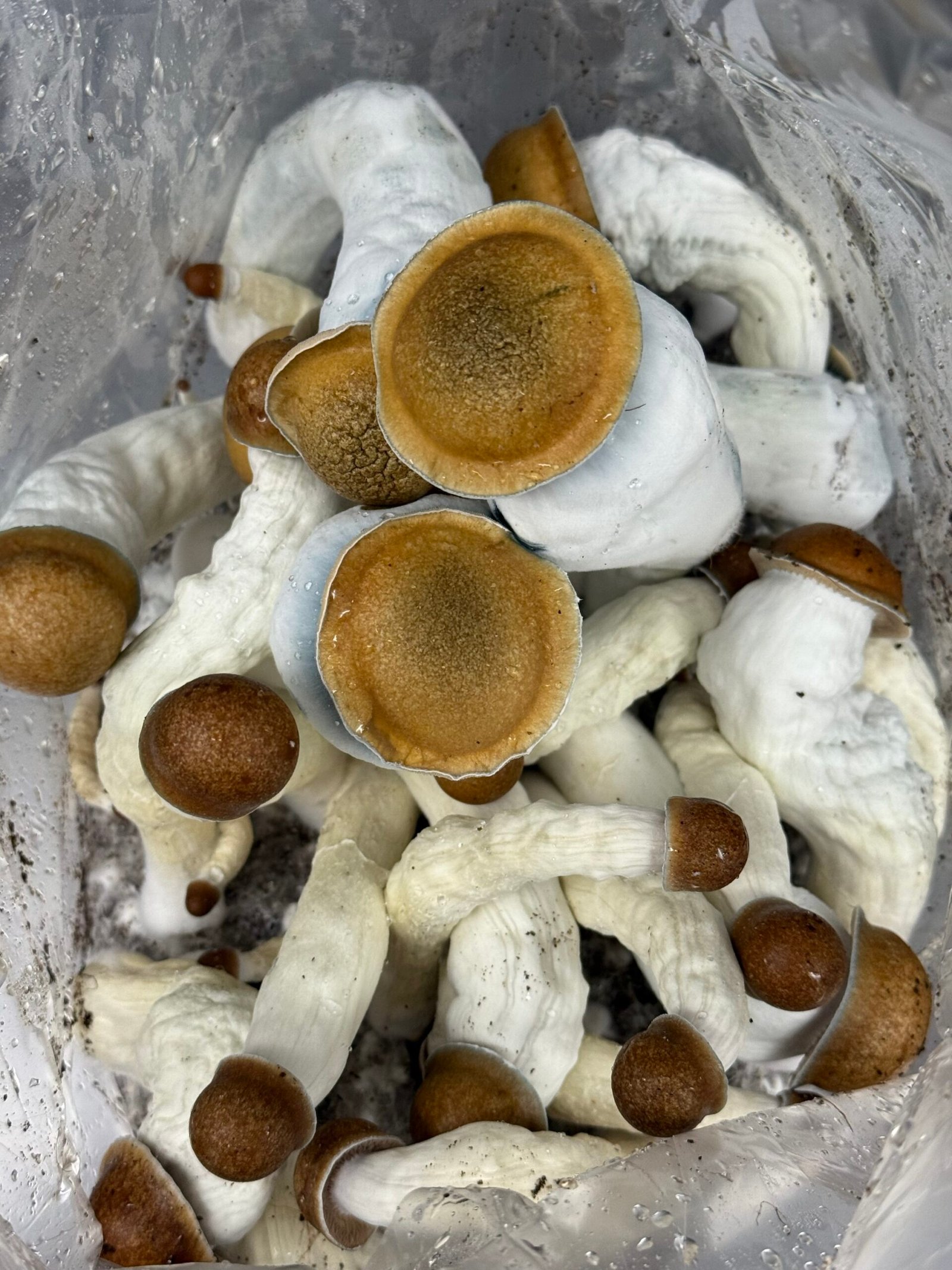Grow Kit - Image 4