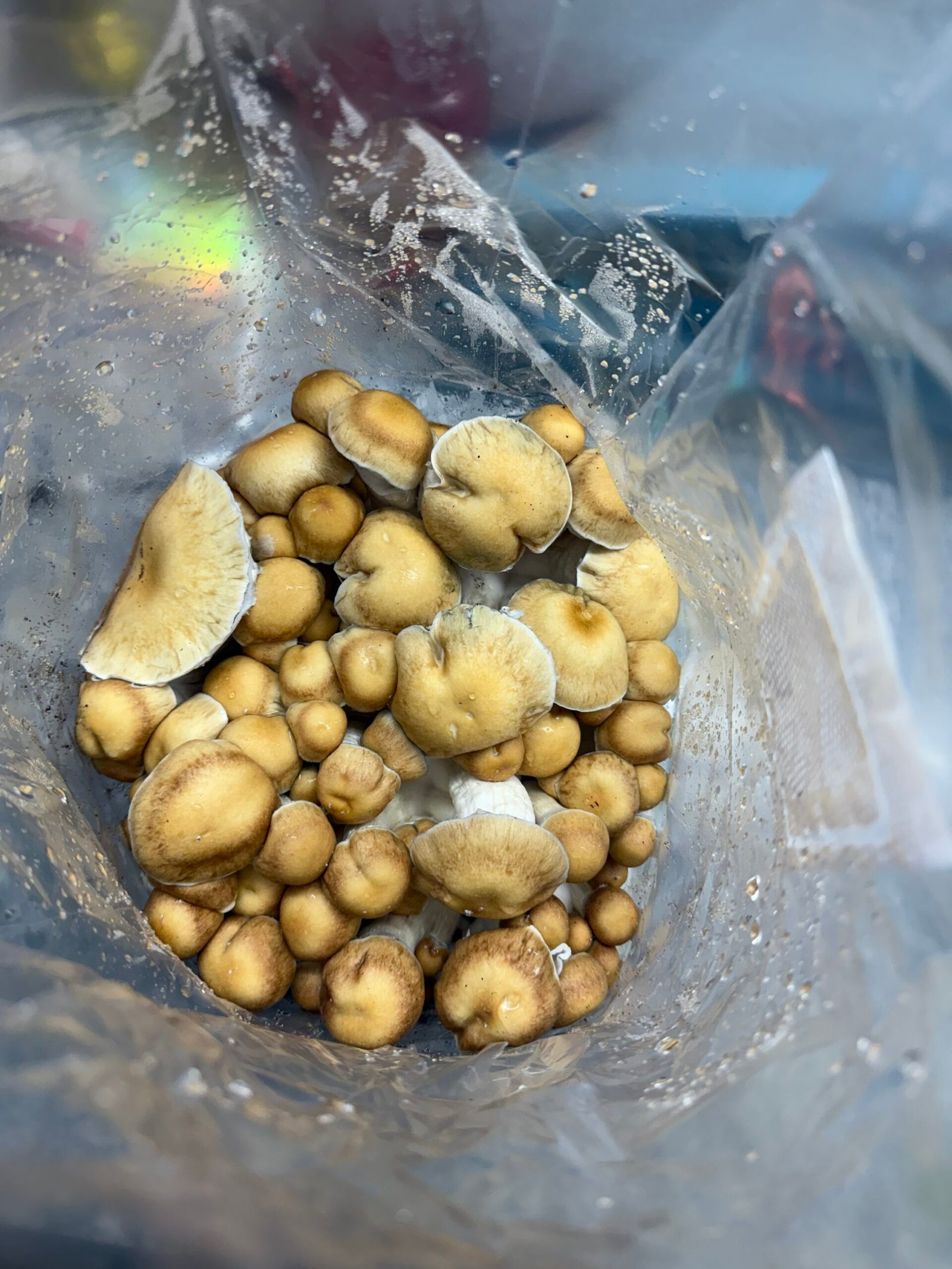 Hillbilly mushrooms growing from a bag