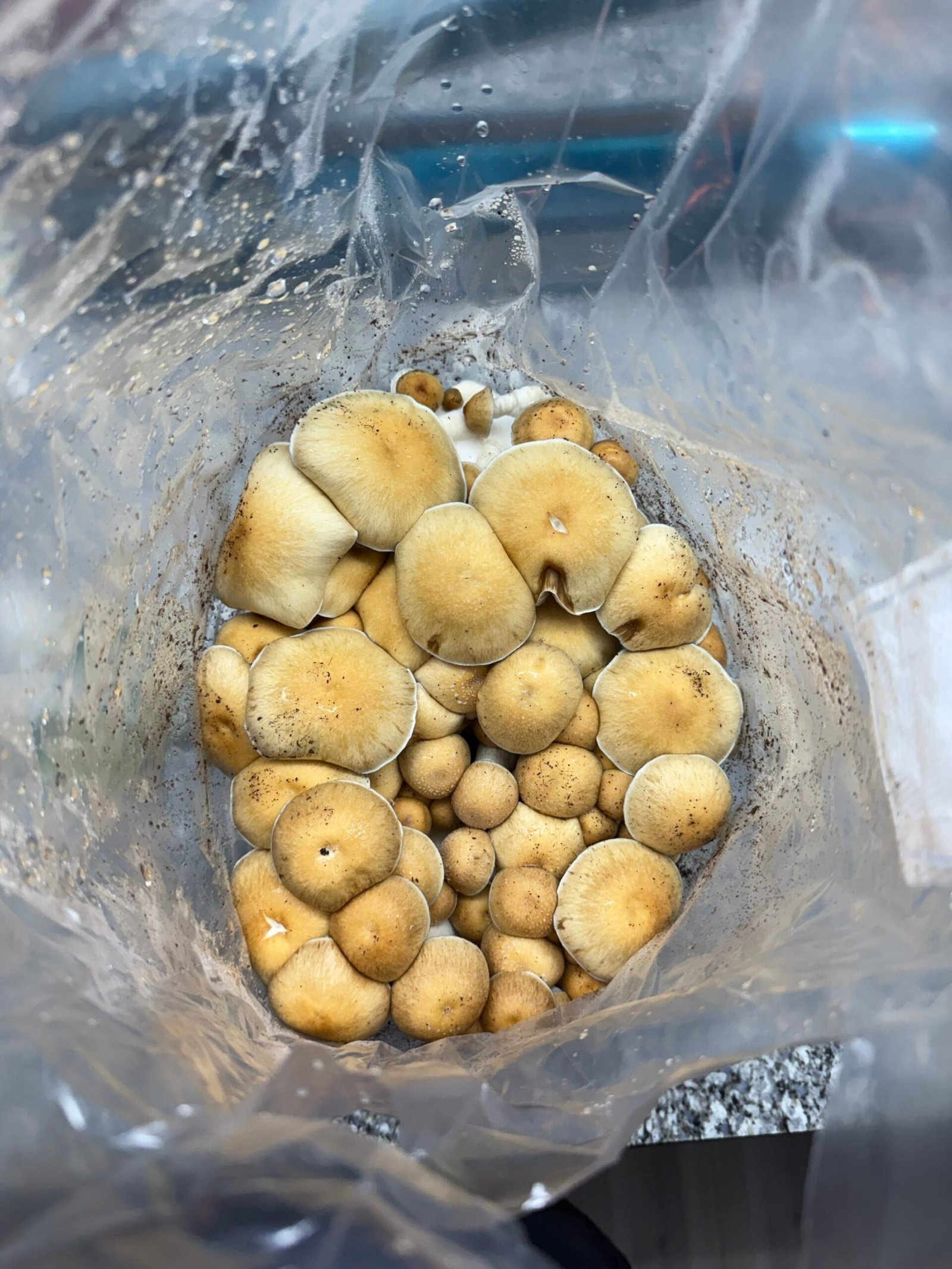 Grow Kit - Image 3