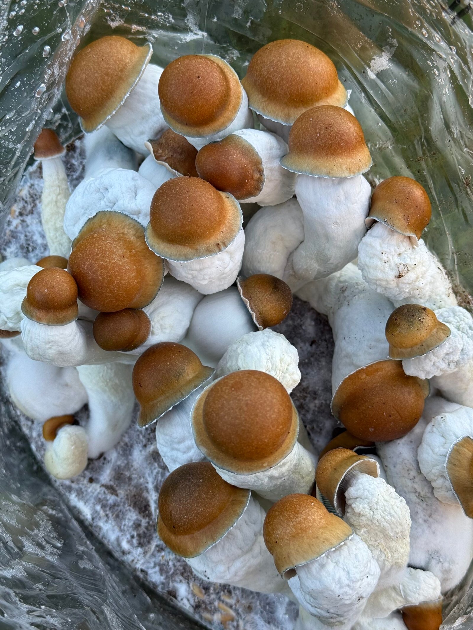 OG DC mushrooms growing from a bag